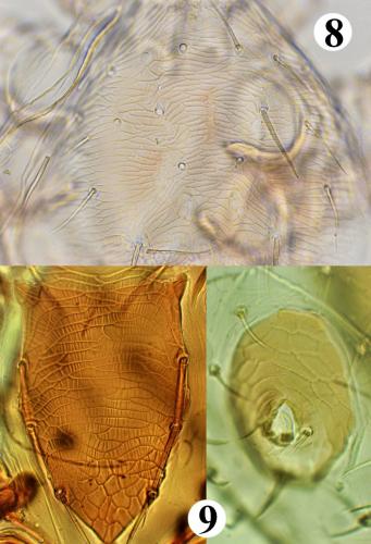 Parasitellus fucorum
